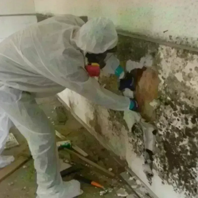 Mold Remediation and Removal in Delaware County, IA